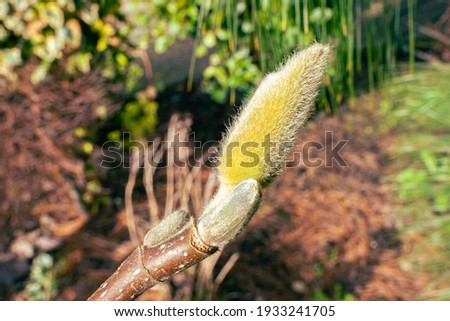 Eye-catching image of a Magnolia catkin, which is ready to open