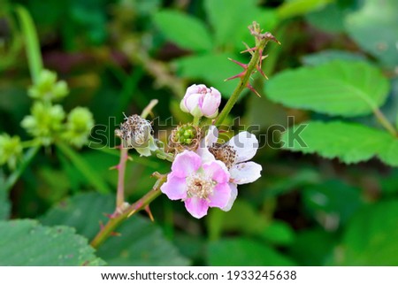 Photography of a group of white and pink wild flower opn its stem between the leaves of its plant