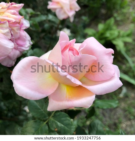 Macro photo pink rose. Stock photo blooming rose bud