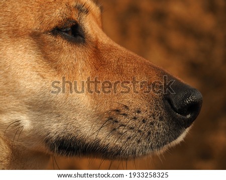 Close-up on ginger dog's snout with warm fall colors in soft-focus in the background.