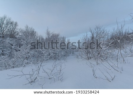 In winter, the tundra and hills are covered with snow. The trees are covered with frost.