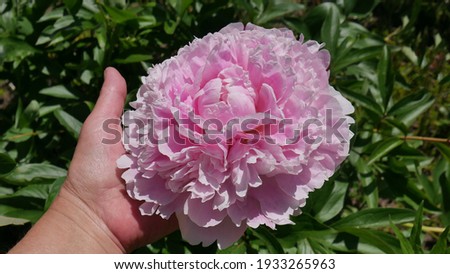The flower of one of the most beautiful pink herbaceous peonies - Sarah Bernhardt Unique variety, hold with a woman's hand in the spring garden close-up. 