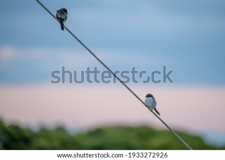 photo of a bird on a wire