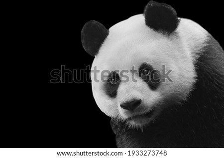 Cute Black And White Panda Closeup Face