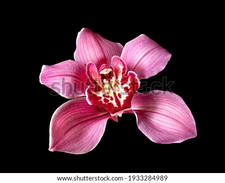Cymbidium orchid isolated on black background Royalty-Free Stock Photo #1933284989