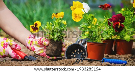 The gardener is planting flowers in the garden. Selective focus. nature.