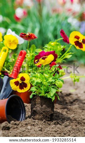 Planting flowers in the garden. Selective focus Nature.