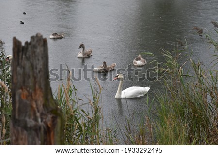 Swans and ducks at "Żabie Doły".