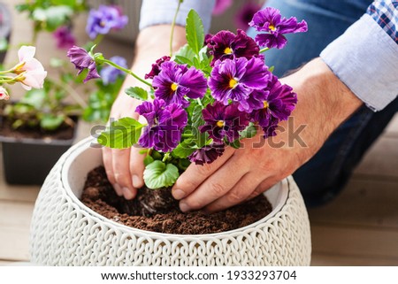 man gardener planting pansy, lavender flowers in flowerpot in garden on terrace