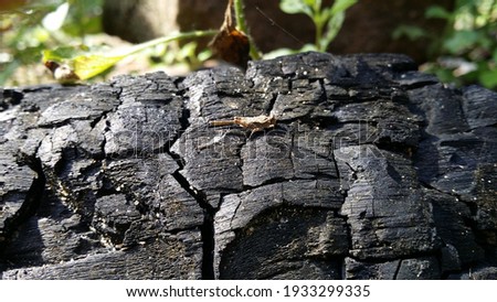 insect on the trunk of a burnt tree