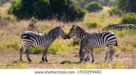 Two zebras playing while their herd grazes in the summer heat.