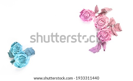 beautiful frame of flowers on a white background. dried roses painted in rainbow pastel colors. space for text, flat lay, holiday concept.