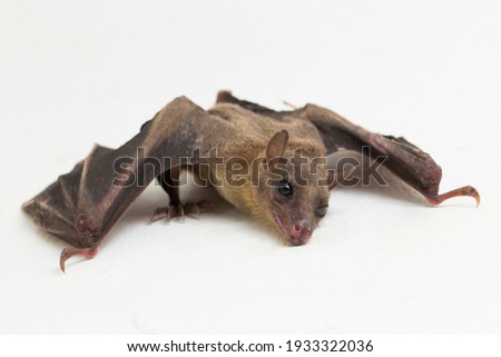  Indonesian Short-nosed Fruit Bat Cynopterus titthaecheilus isolated on white background
