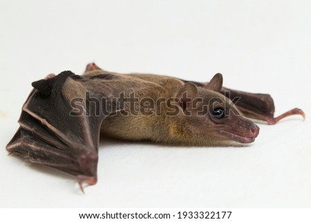  Indonesian Short-nosed Fruit Bat Cynopterus titthaecheilus isolated on white background
