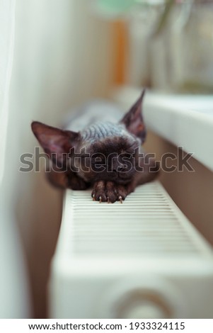 Cute brown cat kitty with green eyes relaxing, sleeping on the warm radiator closeup. Devon rex little cat. Selective focus, copy space.