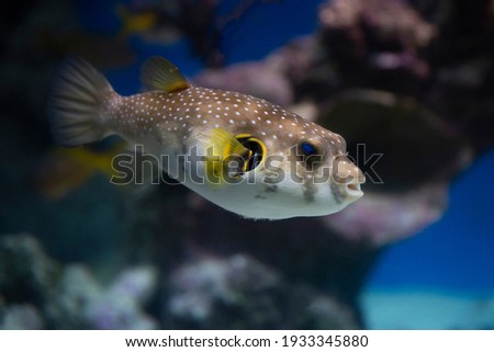 spotted puffer fish in an aquarium underwater Royalty-Free Stock Photo #1933345880