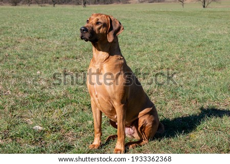 Beautiful female dog rhodesian ridgeback hound puppy outdoors on a field portrait in nature field hills