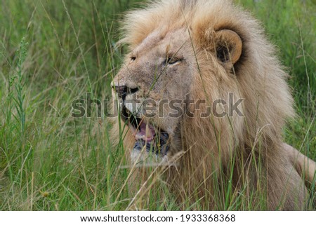 Portrait of beautiful Lion in the Grass