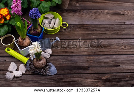 Spring gardening concept with blooming flowers of primrose and hyacinth