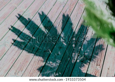 palm tree leaves shadow on old wooden floor