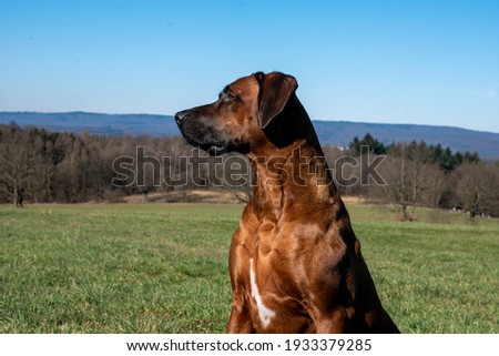 Beautiful male muscular majestic dog rhodesian ridgeback hound puppy outdoors on a field portrait in nature field hills rhodesian-ridge-back dogs