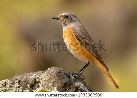 European robin, typical bird for most of the Europe. Very common, beautiful and curious. Belongs to Old World flycatcher family. Wildlife photo, typical environment.