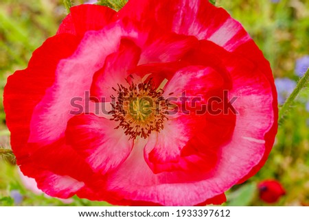 Pink poppy flower, close up. Summer landscape background with beautiful flowers. Environmental German project for saving bee and insect.