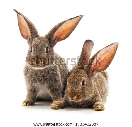 Two little brown rabbits are sitting isolated on a white background.