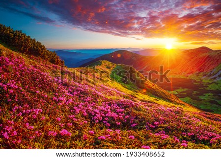 Picturesque summer sunset with rhododendron flowers. Location place Carpathian mountains, Ukraine, Europe. Vibrant photo wallpaper. Image of gorgeous pink flowers. Discover the beauty of earth.