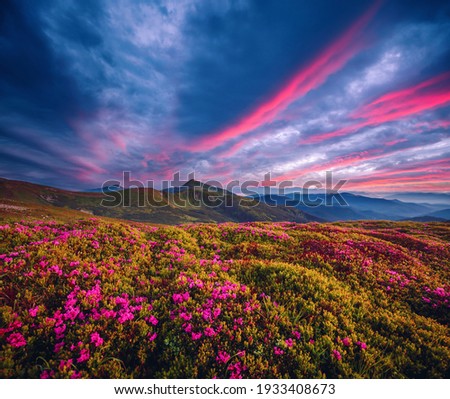 Picturesque summer sunset with rhododendron flowers. Location place Carpathian mountains, Ukraine, Europe. Vibrant photo wallpaper. Image of gorgeous pink flowers. Discover the beauty of earth. Royalty-Free Stock Photo #1933408673