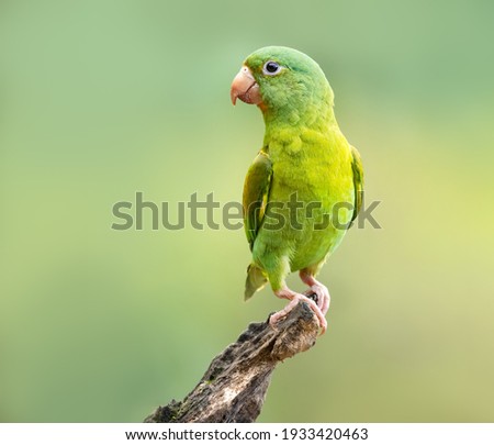 The orange-chinned parakeet (Brotogeris jugularis), also known as the Tovi parakeet, is a small mainly green parrot of the genus Brotogeris. It is found in Central America. Royalty-Free Stock Photo #1933420463