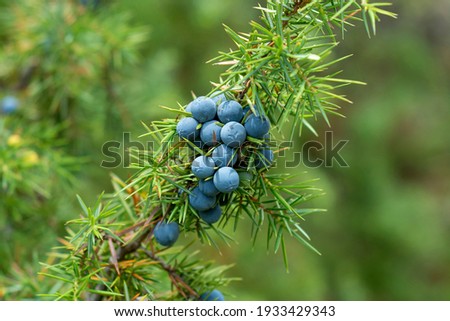 Juniperus communis. Medicinal plant and evergreen tree - the common juniper Royalty-Free Stock Photo #1933429343