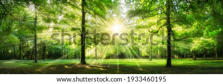 Beautiful forest panorama in sunlight 