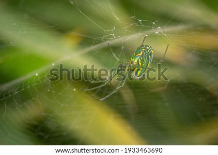 Macro photograph of a small green spider with orange spots, hanging in its web, with a green blurred plant background.