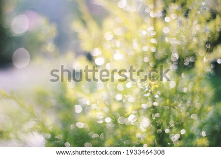 Blur​ Bokeh​ of​ Green​ leaf​ natural​ background​