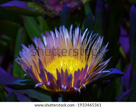 enhanced ice plant flower dark background mesembryanthemum acinaciforme L Carpobrotus acinaciformis 