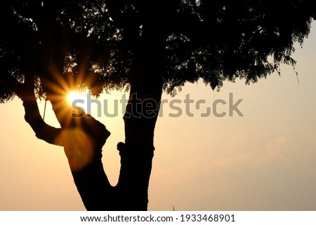 Photos of sunlight passing through the branches