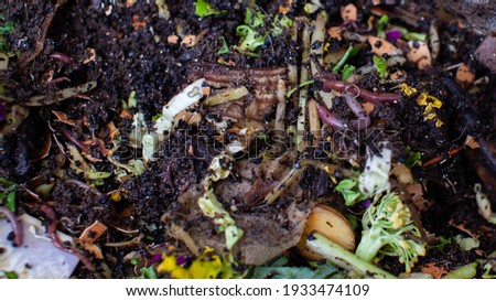 A close up view of worms put into a new feeding tray with fresh food and bedding material in an indoor vermicomposter. Worm composter are a perfect solution in an apartment to process food waste