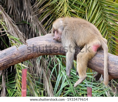 Lazy baboon sleeping on the tree trunk with forest in the background. Selective focus. holy baboon. hamadryas baboon (papio hamadryas) 