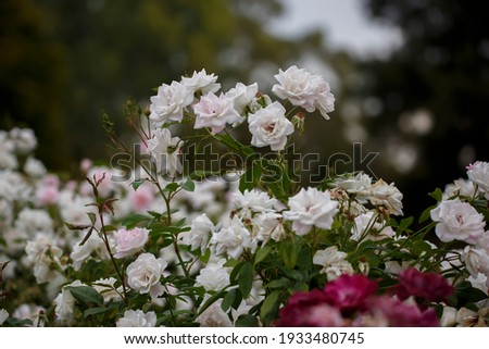 White roses in a rose garden in Adelaide, South Australia
