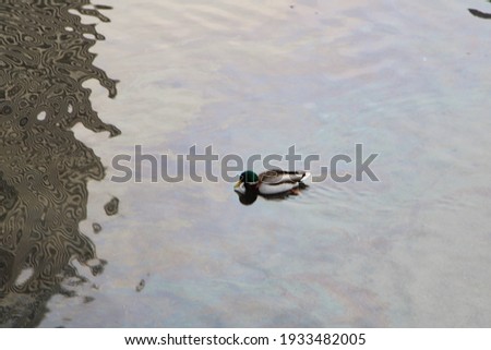 Ducks Swimming in New York in Wintertime