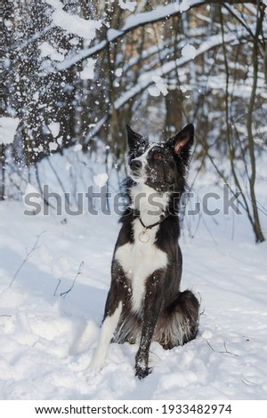 Border collie sitting in the forest and snow falling off the trees on his head