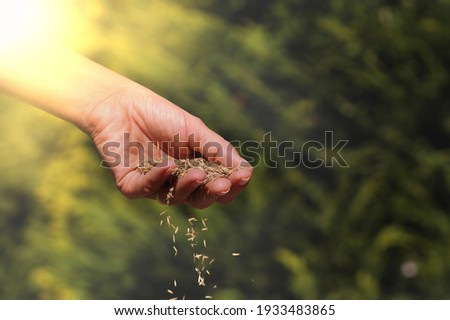 A woman hand sowing grass seeds. Establishing a lawn. Work in the garden.  Royalty-Free Stock Photo #1933483865