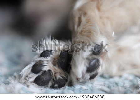 Puppy Paws Crossed While Sleeping