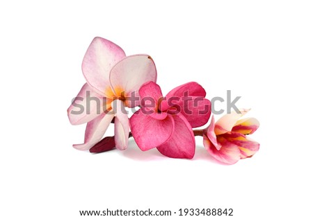 beautiful pink plumeria rubra flower isolated on White background