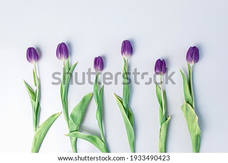 A spaced out row of puple tulips on a white background for spring.
