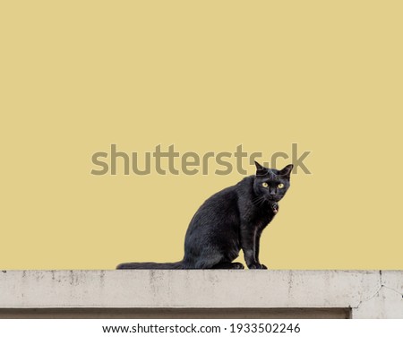 The black cat on the wall