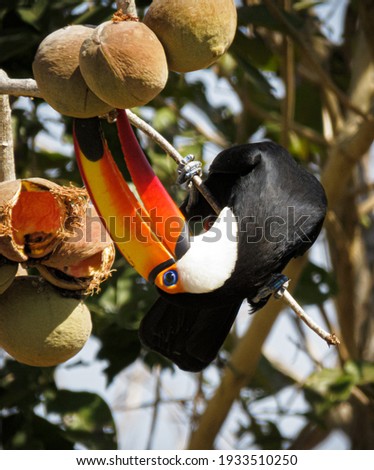 Toco Toucan (Ramphastos toco), tropical black and white bird with colourful red and orange beak hanging upside down on a Manduvi, or Panama tree, eating the fruit