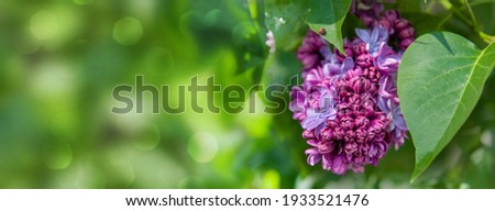 Lilac flowering shrub in sunny spring after rain. Spring background with bokeh and short depth of field. Place for your text.