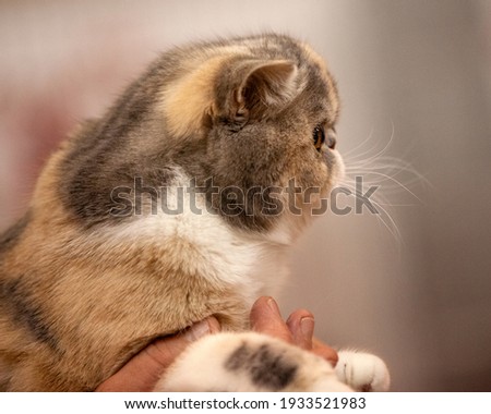 A flat faced Exotic Shorthair kitten Royalty-Free Stock Photo #1933521983